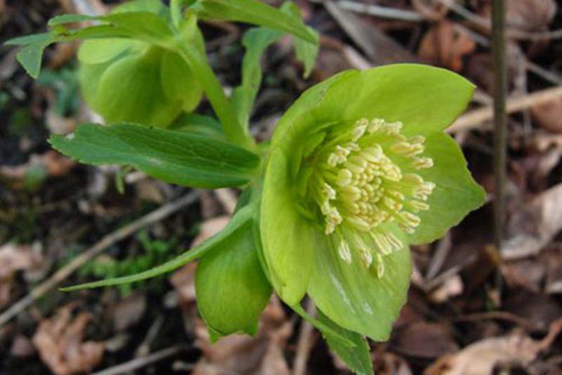 A close up of a light green flower of H. bocconei surrounded by foliage, growing in the garden on a soft focus background.