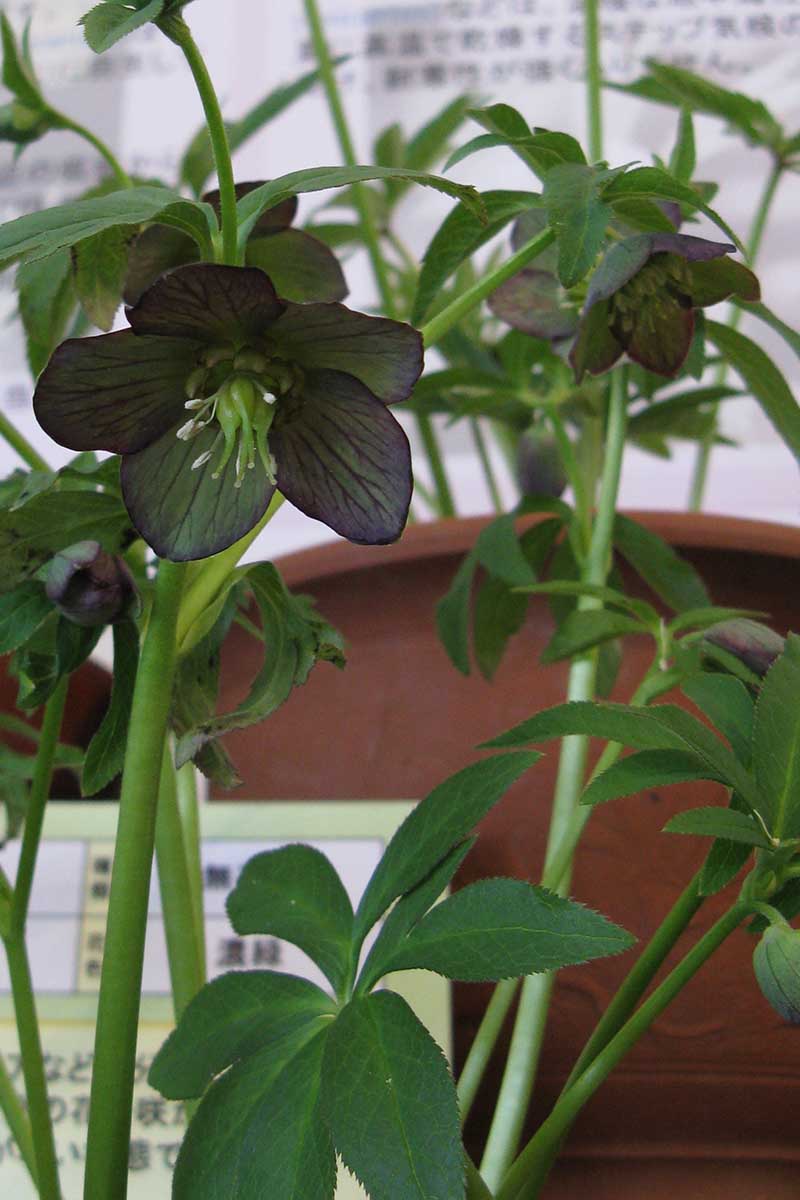 A close up vertical picture of H. croaticus growing indoors with a dark green flower with purple purple veining through it, and upright stems with deep green foliage on a soft focus background.