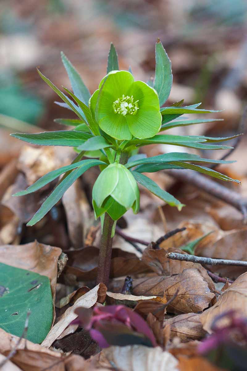 A close up vertical picture of H. dumetorum, with light green flowers, surrounded by green foliage and fallen leaves on the ground, on a soft focus background.