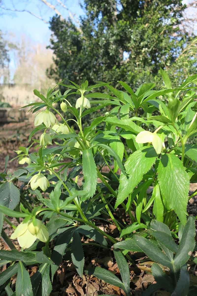 A vertical picture of a Helleborus liguricus plant growing in the garden with small bell-shaped flowers and light green foliage, in the background is a tree in soft focus and blue sky.