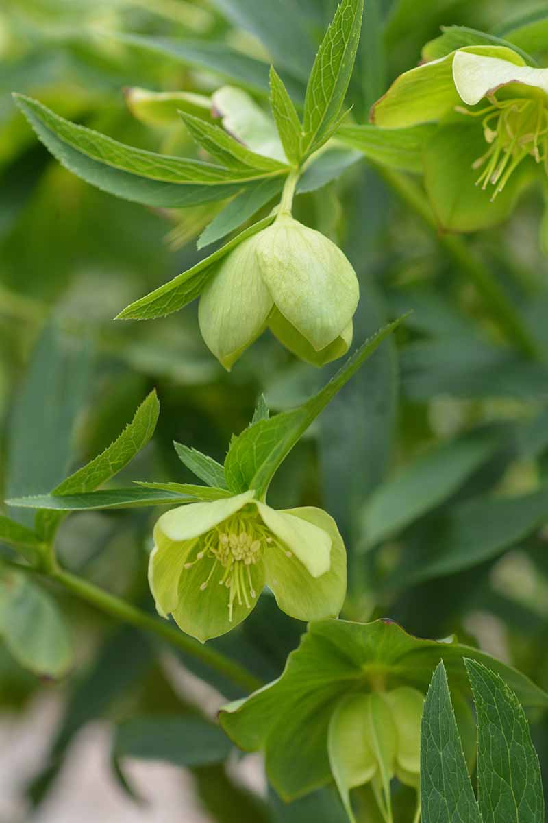 A close up vertical picture of H. odorus, with light green flowers in a characteristic bell shape, surrounded by green foliage on a soft focus background.