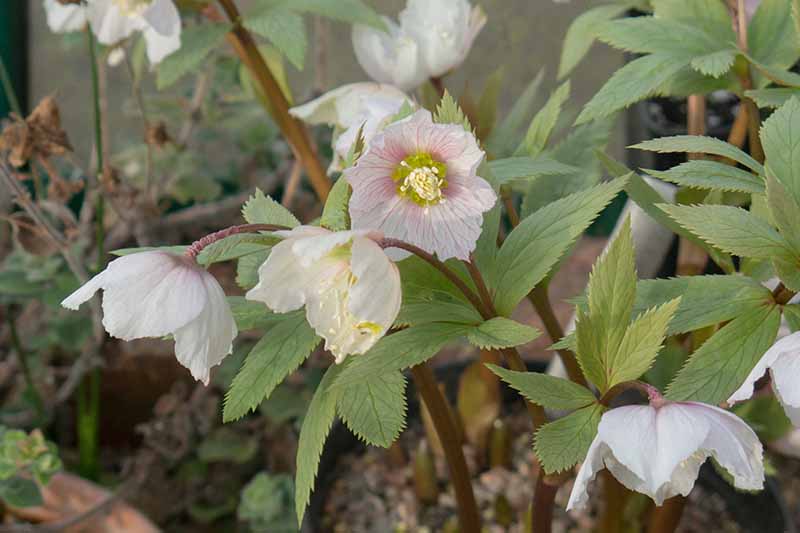 A close up of an unusual cultivar of H. thibetanus, 'Tie Kuai Zi' growing in the garden with white flowers, lightly veined in pink, surrounded by foliage on a soft focus background.