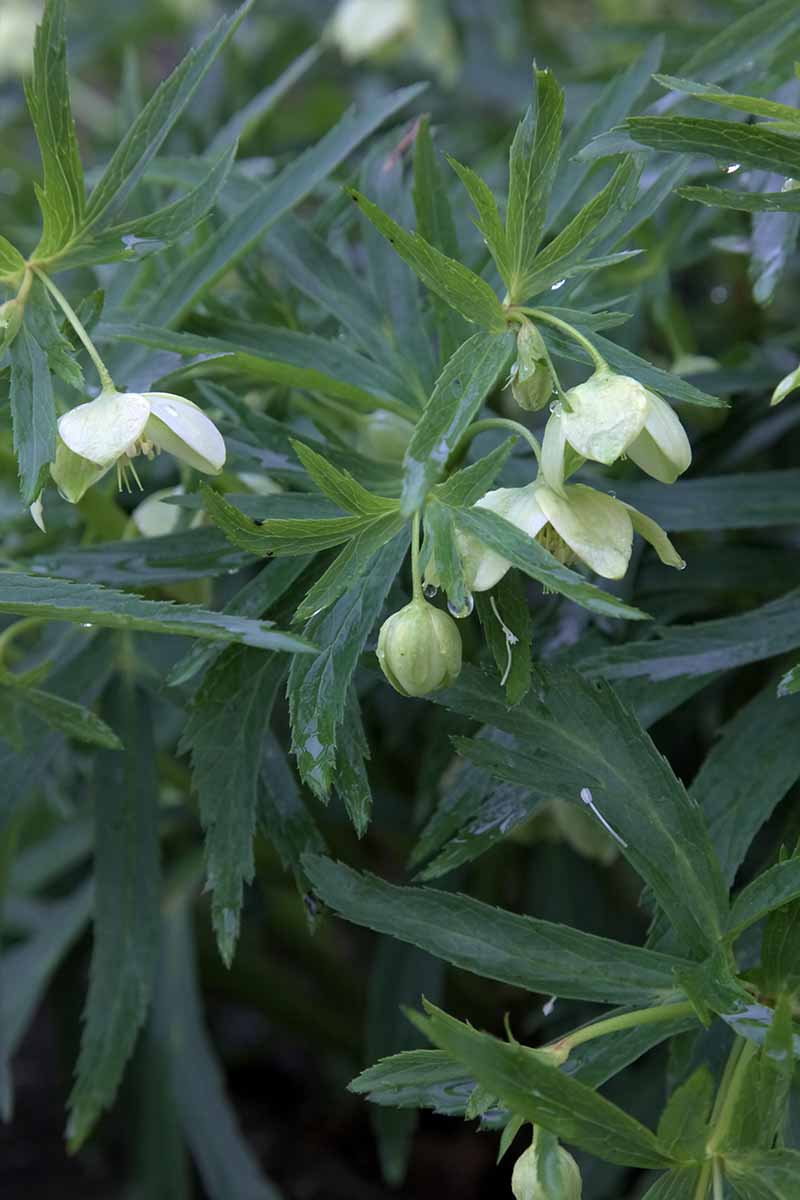 A close up of the small white flowers and dark green foliage of the Helleborus viridis subsp. occidentalis growing in the garden, fading to soft focus in the background.