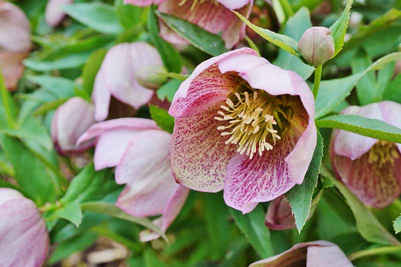 A close up of a purple hellebore flower with dark speckling on the sepals, growing in the garden with foliage in soft focus in the background.