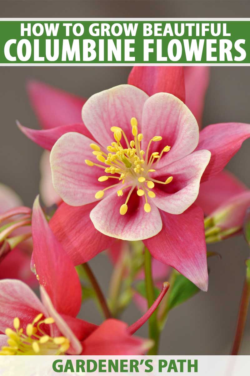 Close up of a red-pink columbine flower in bloom.