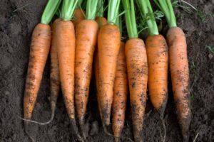 A close up of freshly harvested carrots with soil still on the roots and tops still attached set on rich, dark garden soil.
