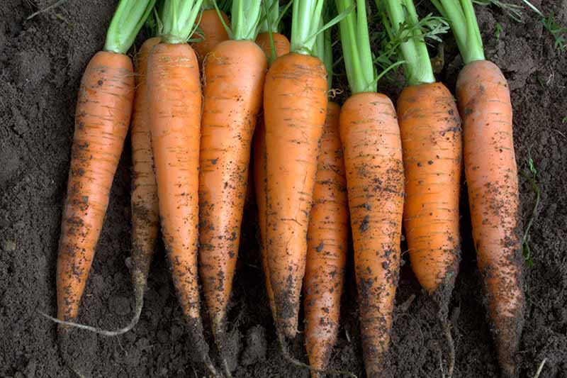 A close up of freshly harvested carrots with soil still on the roots and tops still attached set on rich, dark garden soil.