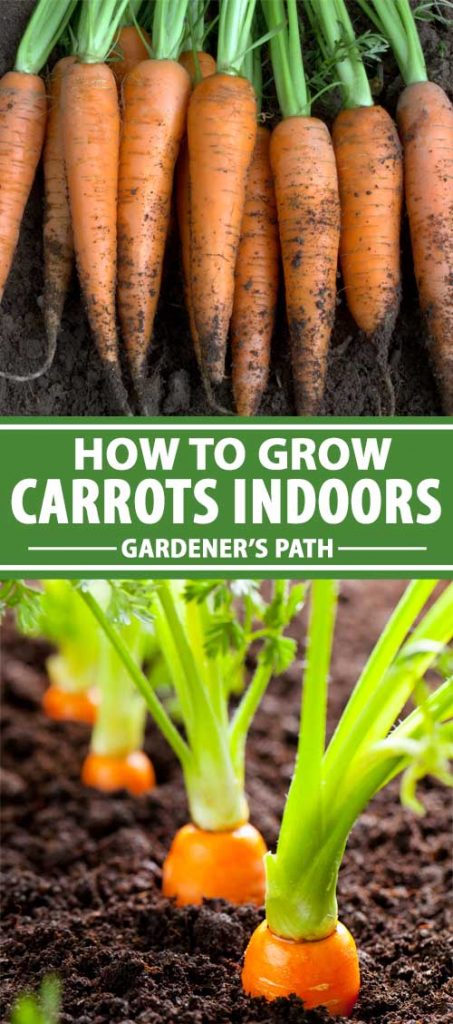 A collage of photos showing carrots being grown inside of a residential home.