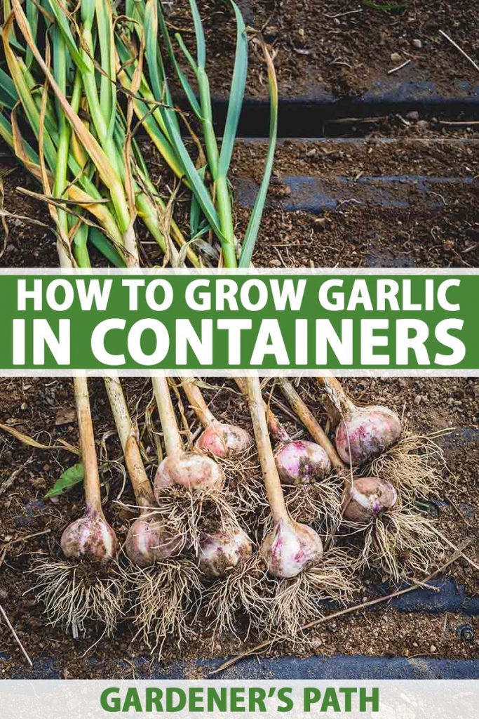 How to Grow Garlic in Containers Pin1