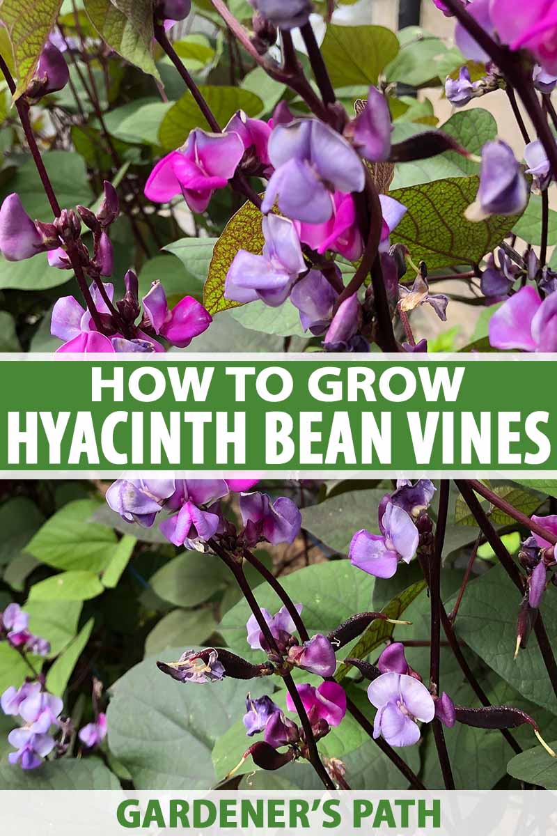 How to Grow Hyacinth Bean Vines | Gardener's Path