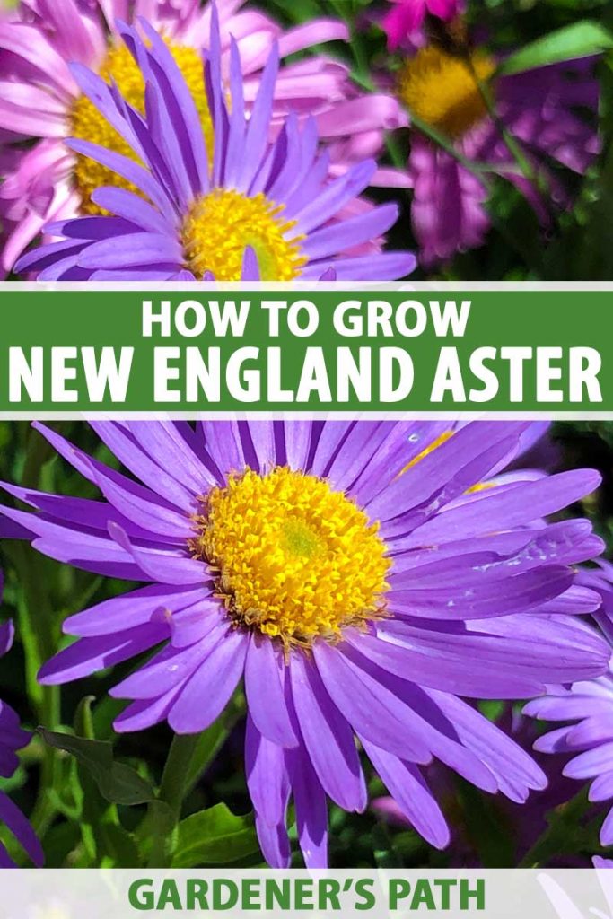 Close up of purple New England aster blooms.
