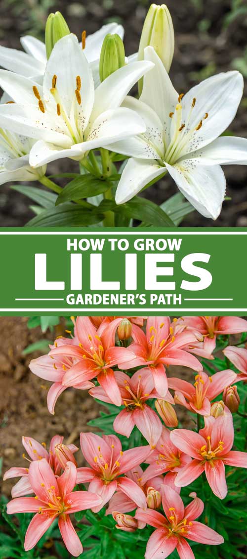 How to Plant and Grow Lilies | Gardener's Path