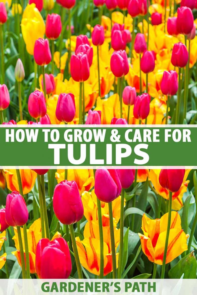4 x Children's Outdoor Tulip 