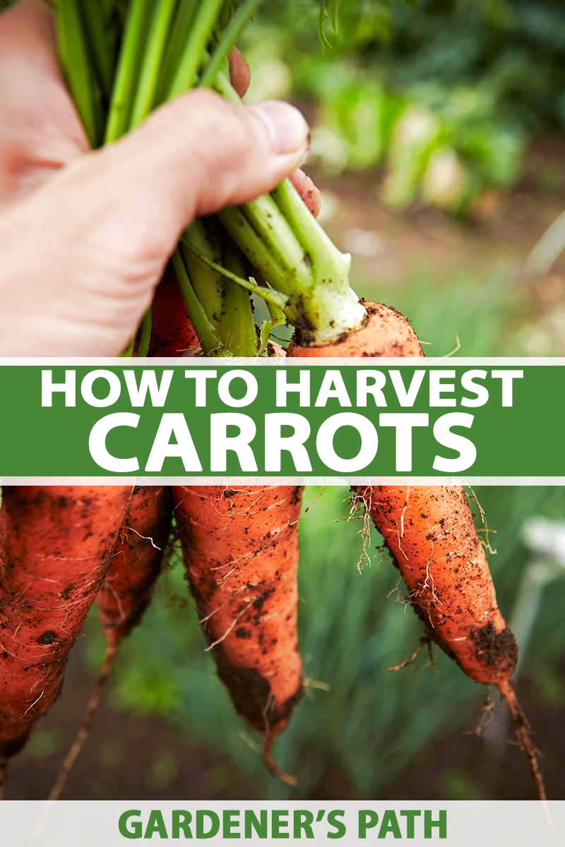 A close up vertical picture of a hand holding a bunch of freshly picked carrots with soil still attached to the roots on a soft focus background. To the center and bottom of the frame is green and white text.