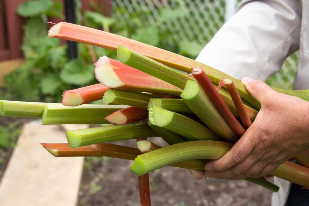 When and How to Harvest Rhubarb | Gardener’s Path