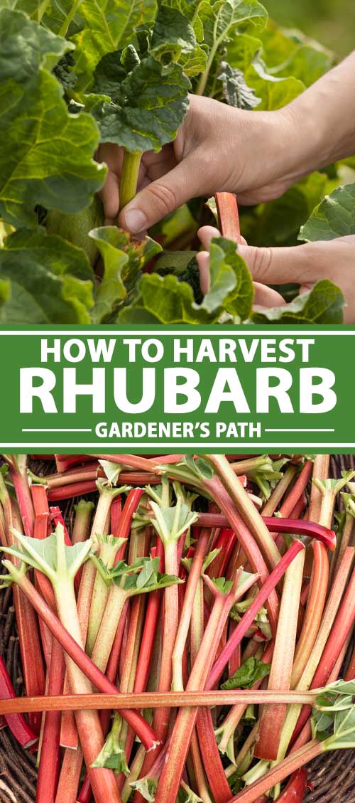 How To Harvest Rhubarb Pin 2 