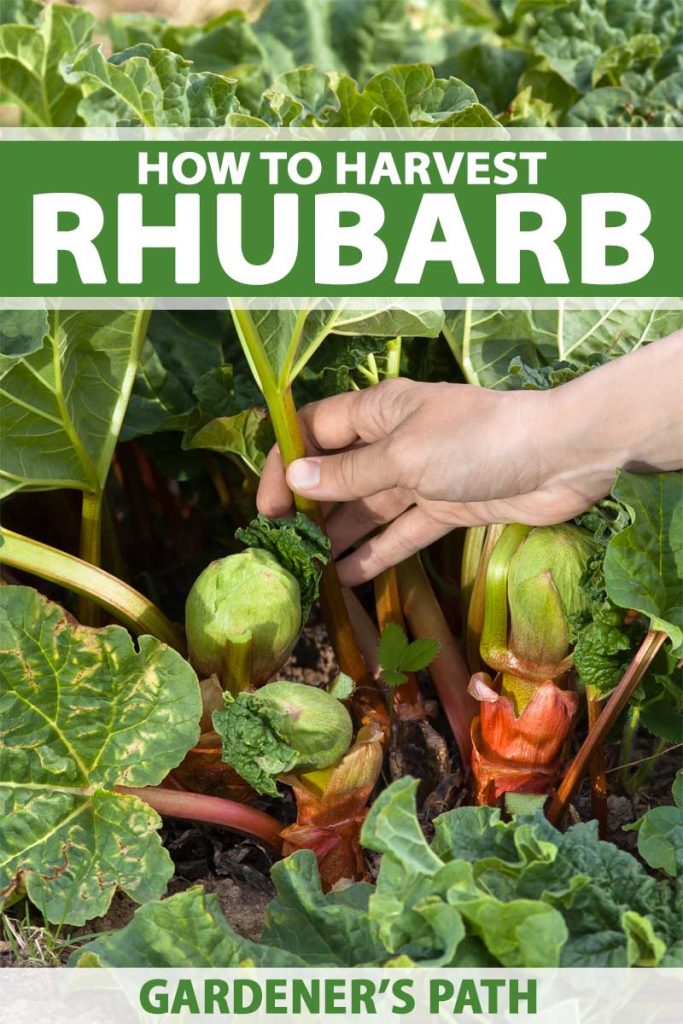 A close up of a hand from the left of the frame grasping a ripe stalk of a rhubarb plant ready for harvest. To the top and bottom of the frame is green and white text.