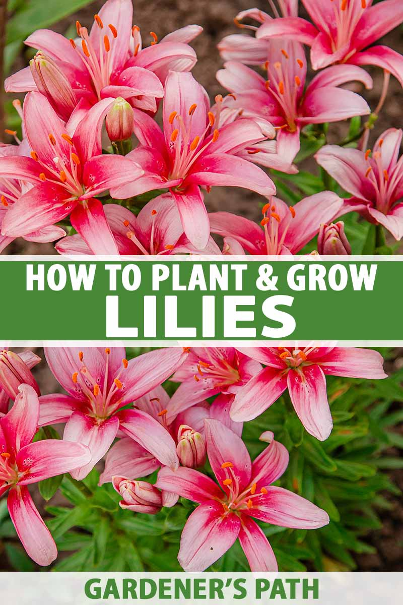 How to Plant and Grow Lilies   Gardener's Path