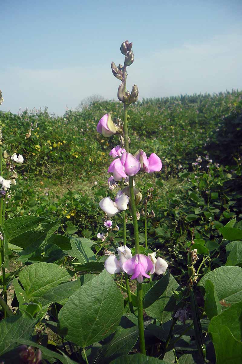 A vertical picture of a Lablab purpureus vine with small purple flowers and a large hedge and blue sky in the background.