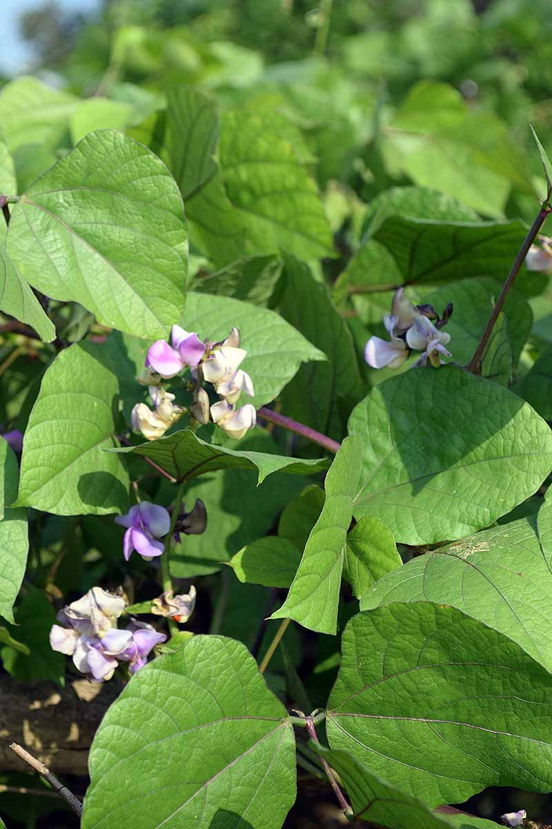 A vertical picture of a Lablab purpureus with flat green leaves and small white and purple flowers, growing in the garden in light sunshine, fading to soft focus in the background.