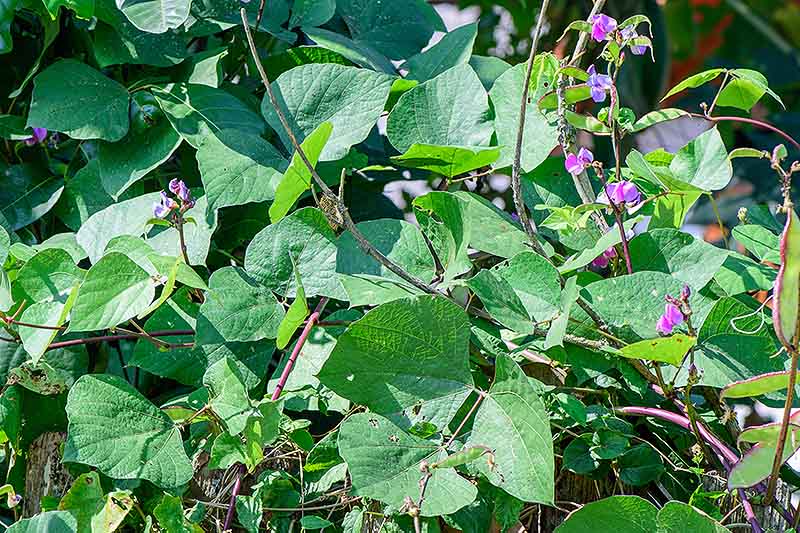 A mature Lablab purpureus vine with large green leaves and purple flowers growing in bright sunshine in the garden.