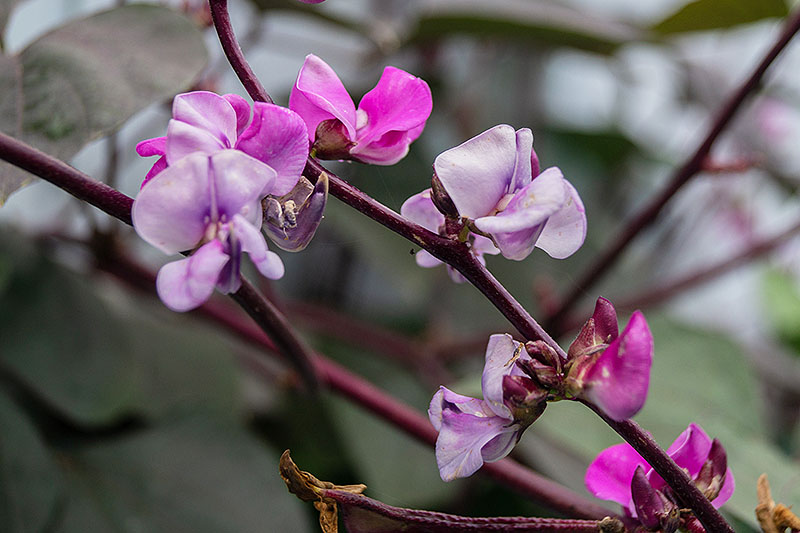 A close up of the bright pink and purple flowers of the Lablab purpureus vine on a soft focus background.