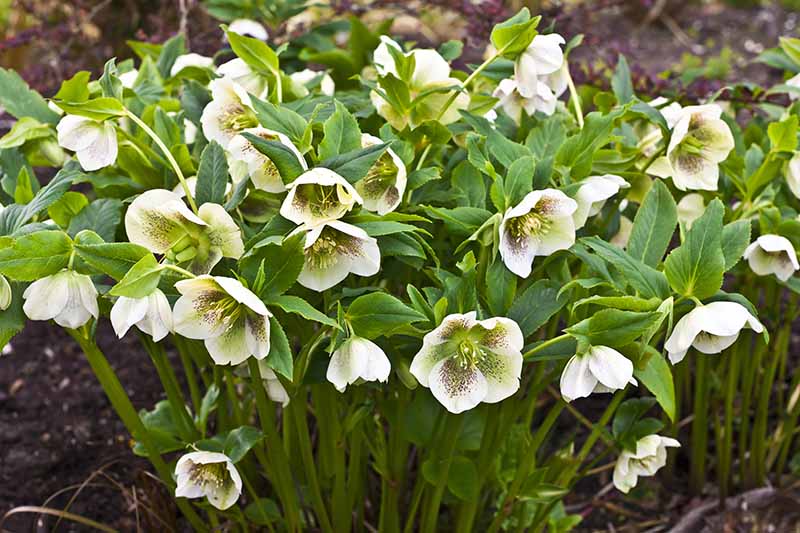 A close up of a hellebore hybrid, with upright stems and white flowers flecked with purple, and surrounded by green foliage, growing in the garden, fading to soft focus in the background.