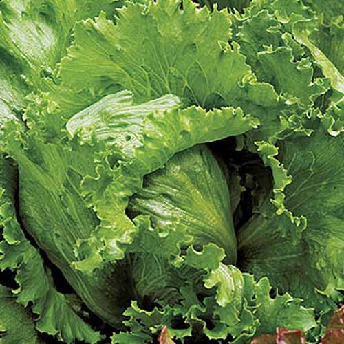 A close up of the 'Igloo' variety of crisphead lettuce growing in the garden with large flat leaves and lightly frilled edges, pictured in bright sunshine.