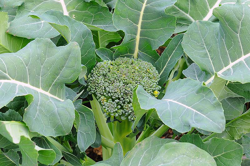 A close up of a small broccoli head amongst large flat green foliage growing in the garden.