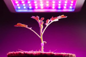 A close up of a tomato plant seedling growing indoors underneath an LED lamp on a dark pink soft focus background.