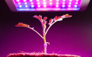 A close up of a tomato plant seedling growing indoors underneath an LED lamp on a dark pink soft focus background.