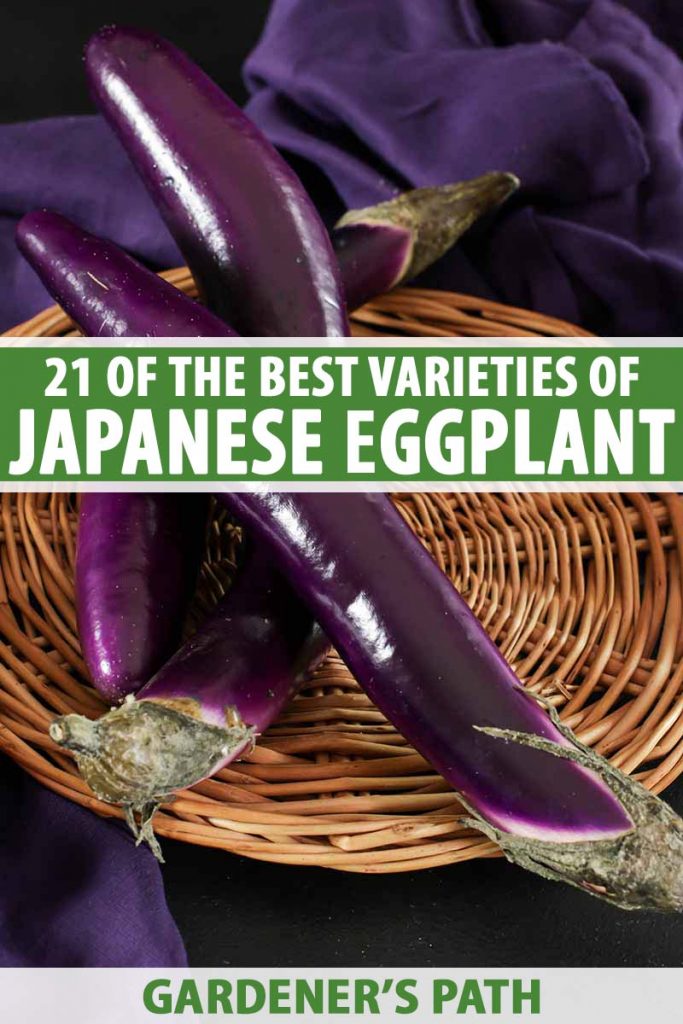 A vertical picture of three long, thin, purple eggplant fruits set on a wicker plate on a purple fabric in the background. To the center and bottom of the frame is green and white text.