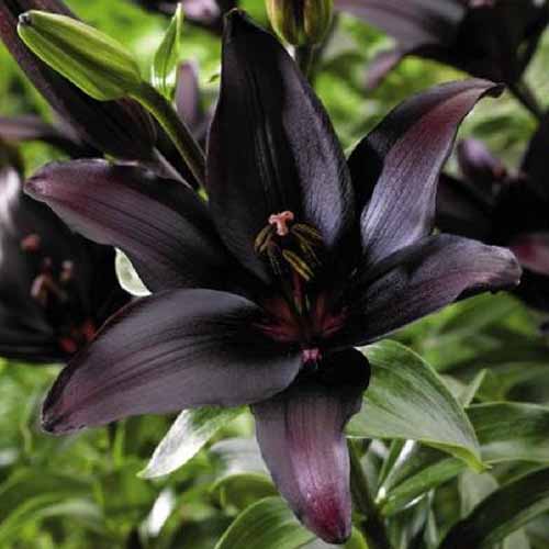 A close up of a dark purple, almost black 'Landini' lily flower growing in the garden in light sunshine on a soft focus background.