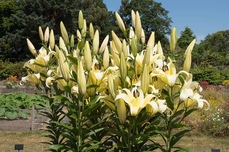 A large clump of white lilies growing in the garden, some of the flowers are open and others still in bud, with a garden scene in the background of trees and shrubs in soft focus.