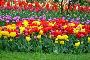 How to Grow and Care for Tulips