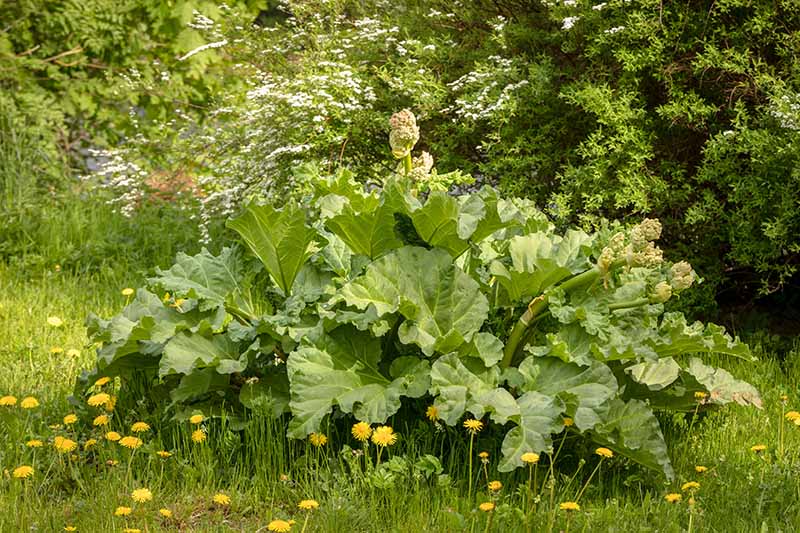 A large rhubarb plant growing amongst grass and yellow flowers in the garden, the plant has large leaves and has gone to seed with large flowers and seed heads. In the background are bushes and shrubs in soft focus.