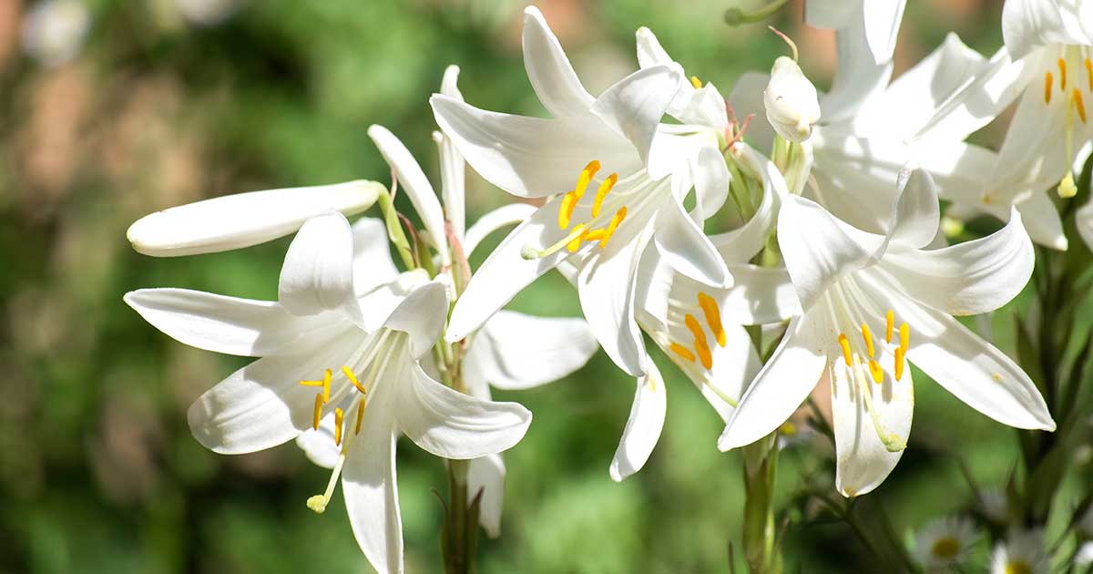 Types Of White Lilies - Design Talk