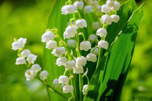 A close up of the small white lily of the valley flowers pictured in bright sunshine on a soft focus background.