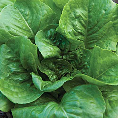 A top down close up of the large flat green leaves of the 'Little Caesar' lettuce variety growing in the garden.