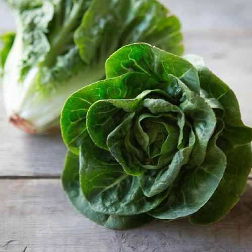 A close up of two 'Little Gem' lettuces with green leaves and white stems set on a wooden surface.