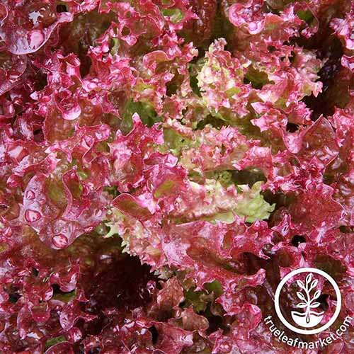 A close up of the bright red frilly leaves of 'Lollo Rosso' lettuce. To the bottom right of the frame is a white circular logo and text.