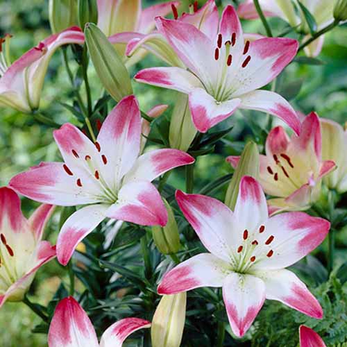 A close up of the bi-colored pink and white 'Lollipop' lily variety growing in the garden on a soft focus background.