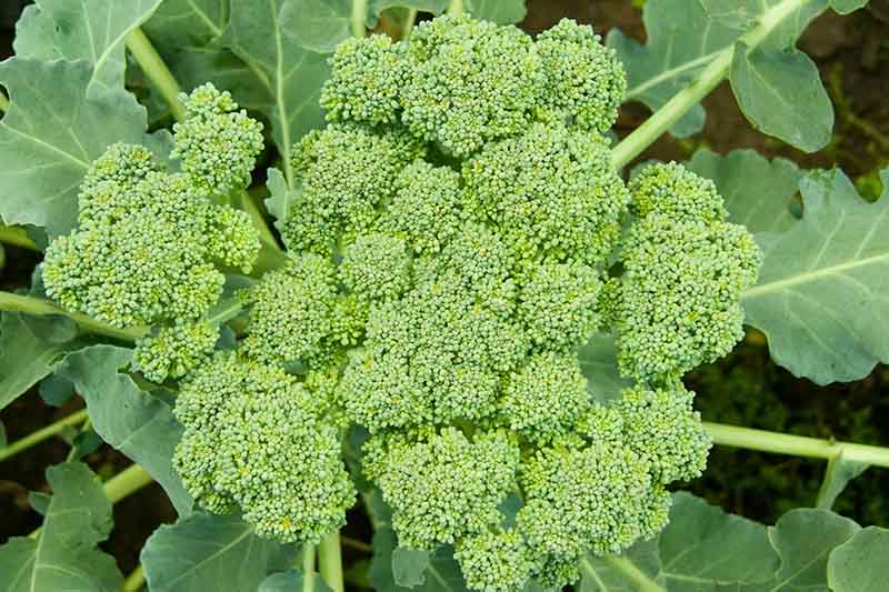 A top down close up picture of a head of broccoli that instead of forming a tight head, has florets that have started to separate from each other, as it starts to flower. In the background is foliage in soft focus.