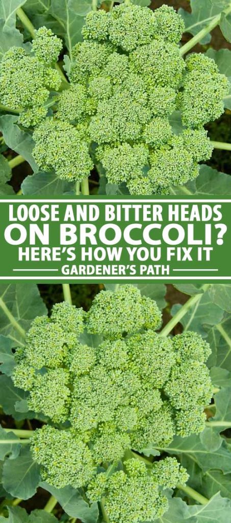 A collage of photos showing broccoli heads with loose stalks.