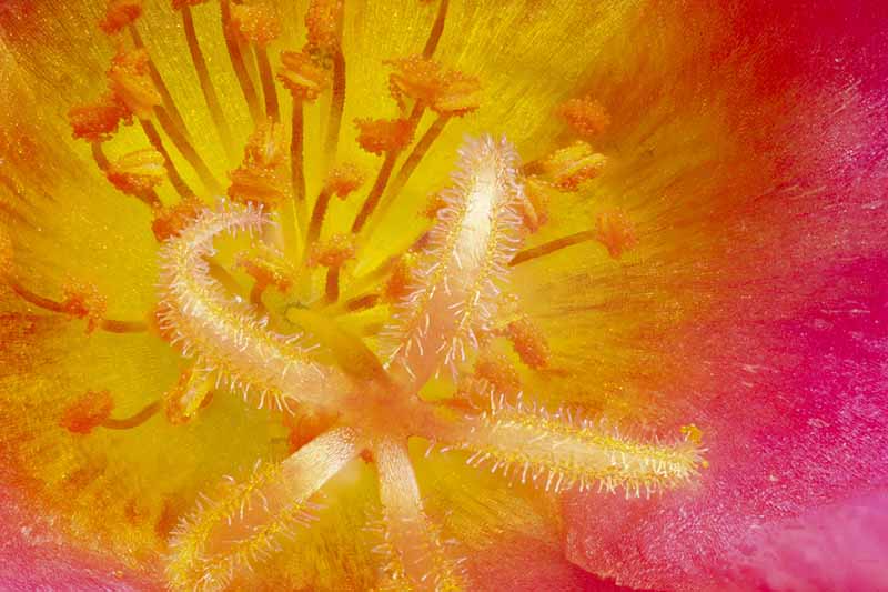 A close up macro picture of the inside of a flower, in pink fading to orange.
