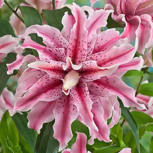 A close up of a double-petalled 'Magic Star' lily growing in the garden with soft pink and white blooms with dark pink bands, surrounded by foliage in soft focus in the background.