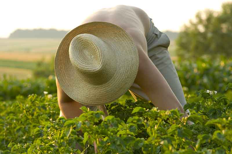 A close up of a man bending over in the garden wearing a straw hat, surrounded by foliage with light sunshine in the background.