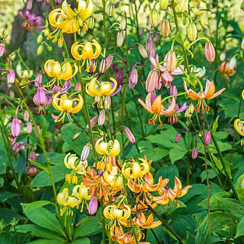 A number of delicate stems with Martagon lily flowers growing in the garden in bright sunshine with foliage in soft focus in the background.