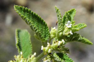 How to Grow Mexican Oregano