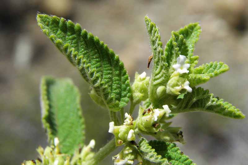 A close up of the leaves and small flower buds of Lippia graveolens pictured in light sunshine on a soft focus background.